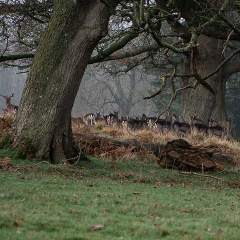 UK Venison grazing in a misty forest with large trees and foggy background