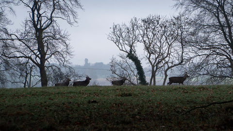 Wild Venison
