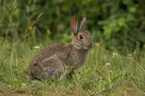 Wild Rabbit