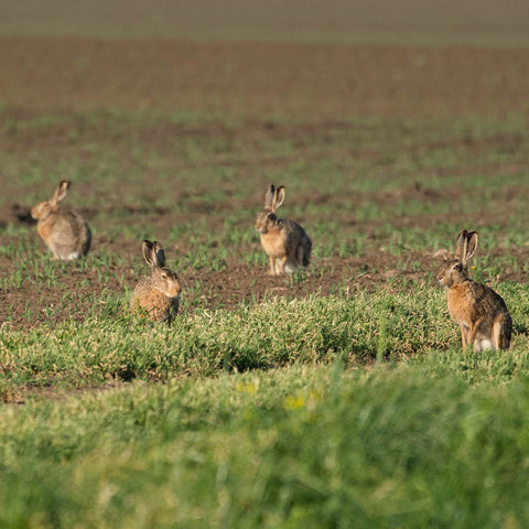 Wild Rabbit