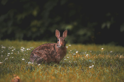 Wild Rabbit