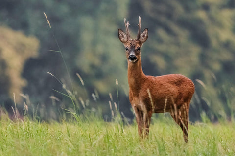 Wild Venison